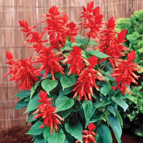 Red salvia deals